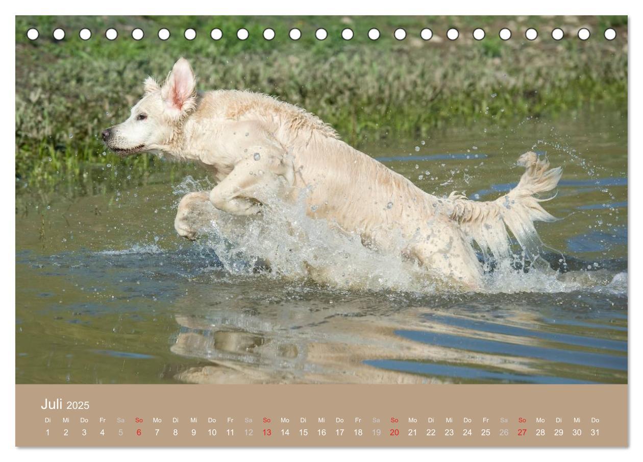 Bild: 9783435743162 | Golden Retriever (Tischkalender 2025 DIN A5 quer), CALVENDO...