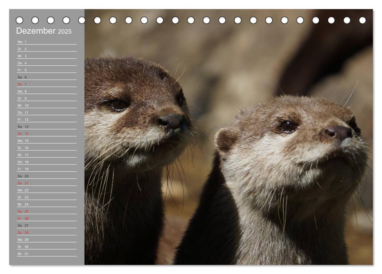 Bild: 9783435548415 | Otter. Frech, laut und clever (Tischkalender 2025 DIN A5 quer),...