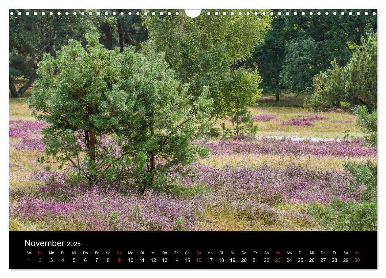 Bild: 9783435775415 | Lüneburger Heide (Wandkalender 2025 DIN A3 quer), CALVENDO...