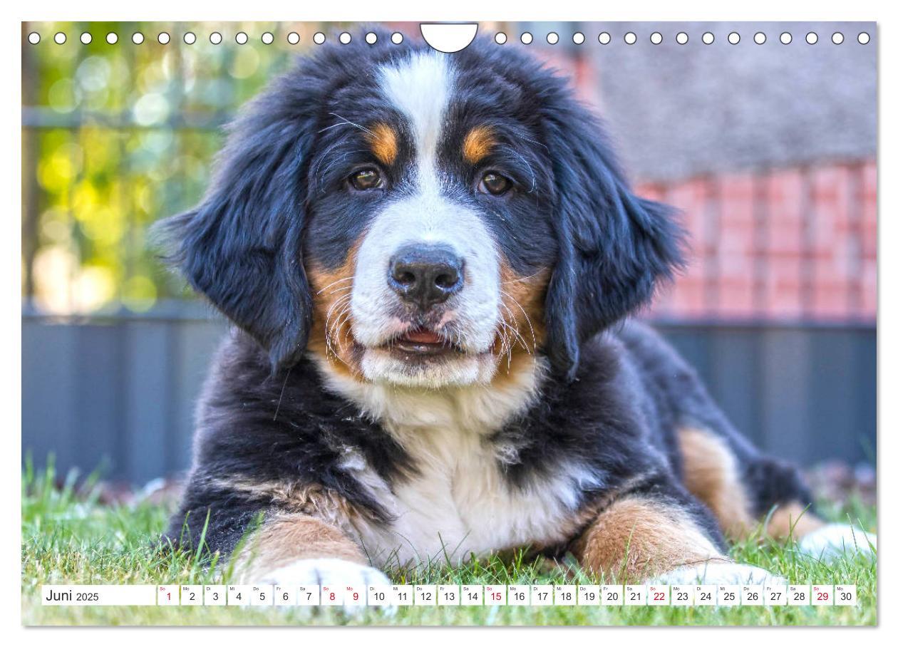 Bild: 9783435327522 | Berner Sennenhunde machen glücklich (Wandkalender 2025 DIN A4...