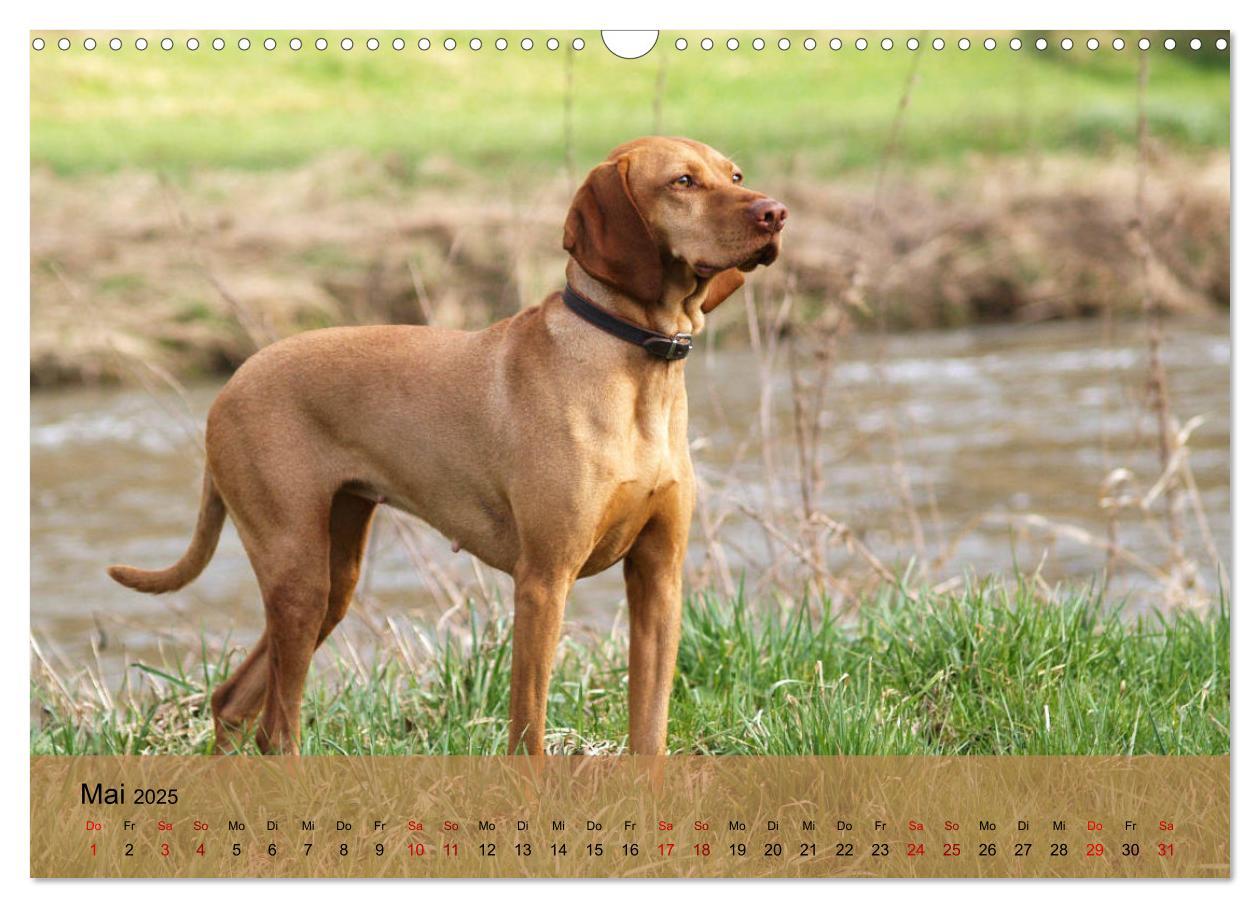 Bild: 9783435307432 | Magyar Vizsla - Ungarischer Vorstehhund (Wandkalender 2025 DIN A3...