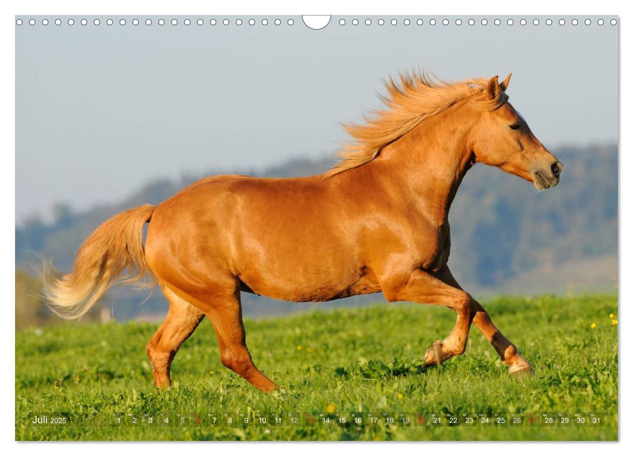 Bild: 9783435753185 | Haflinger Schönheiten (Wandkalender 2025 DIN A3 quer), CALVENDO...