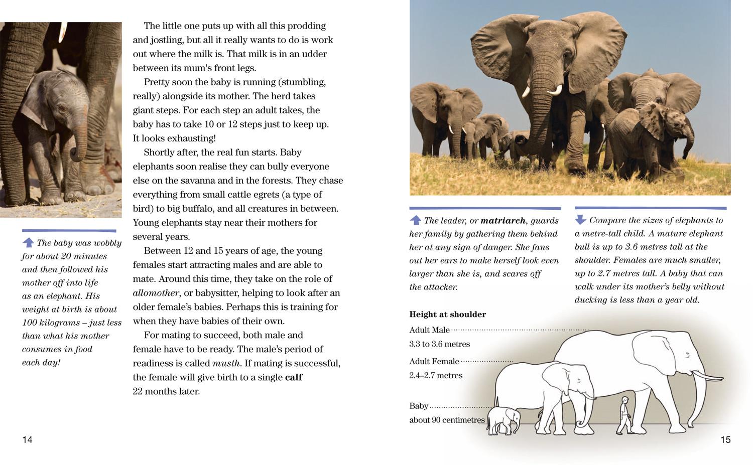 Bild: 9780008358181 | Face to Face with Elephants | Level 6 | Beverly Joubert (u. a.) | Buch