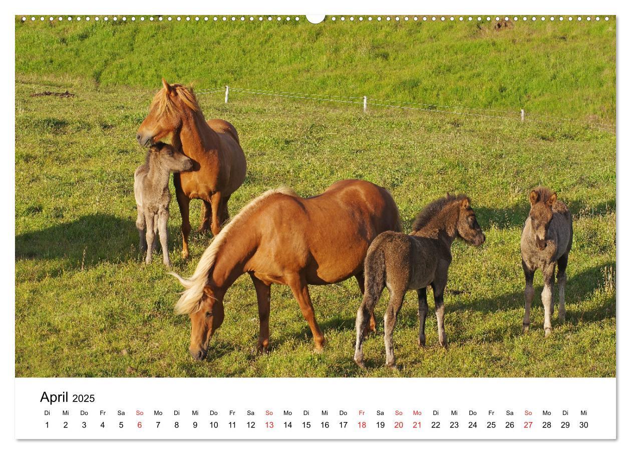 Bild: 9783435613274 | Die Pferde Islands - Ein Streifzug durch Island (Wandkalender 2025...