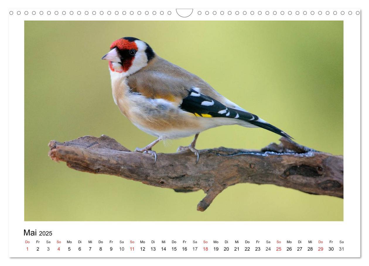 Bild: 9783435474677 | Heimische Gartenvögel - Gefiederte Freunde (Wandkalender 2025 DIN...