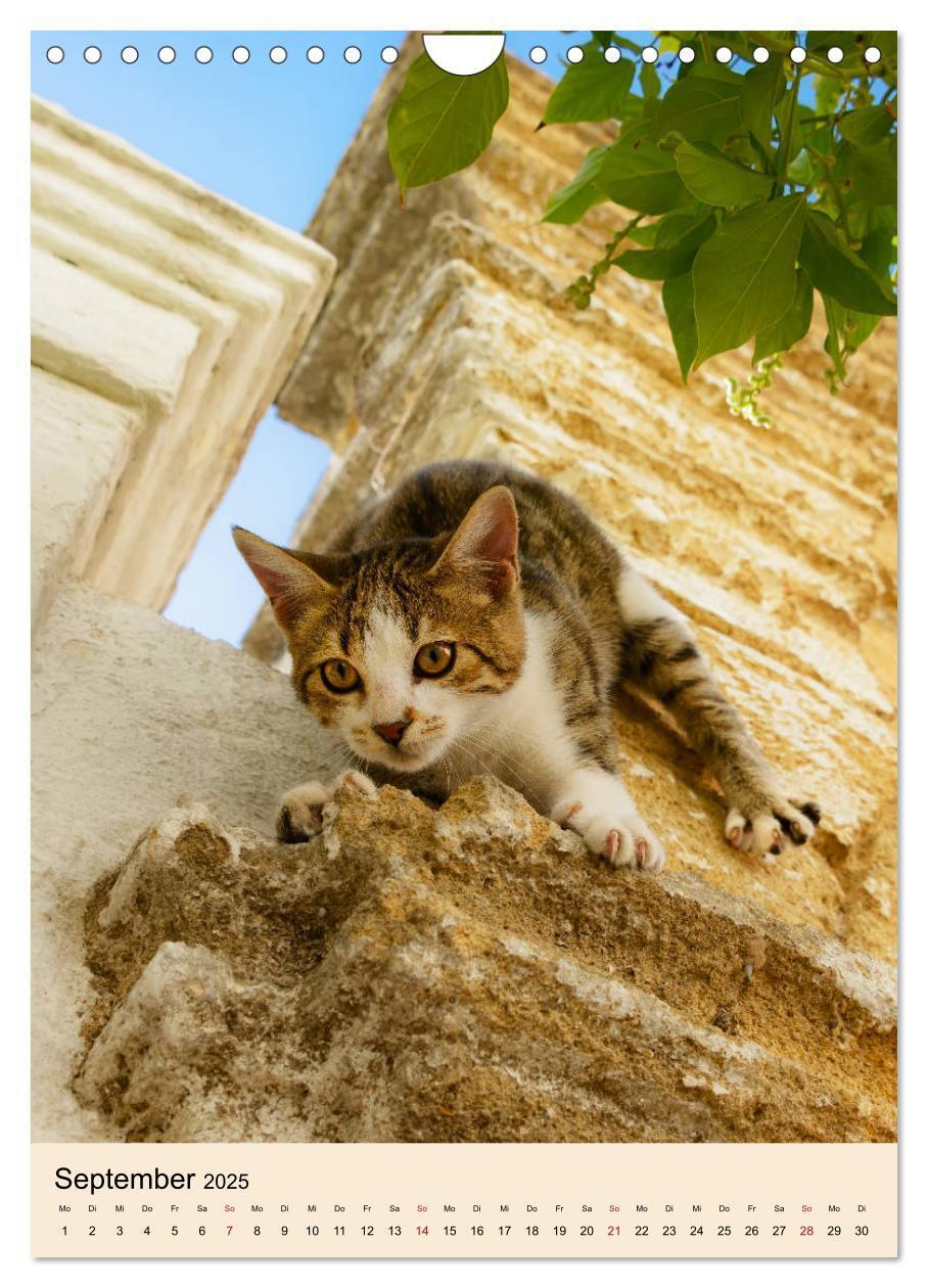 Bild: 9783435990030 | Katzen von Rhodos (Wandkalender 2025 DIN A4 hoch), CALVENDO...