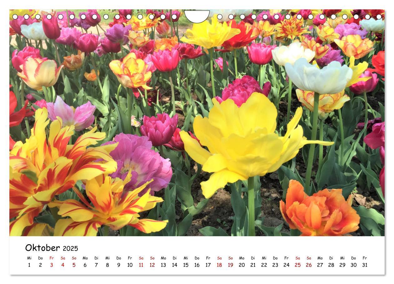 Bild: 9783435261840 | Tulpenblüte in Flevoland 2025 (Wandkalender 2025 DIN A4 quer),...