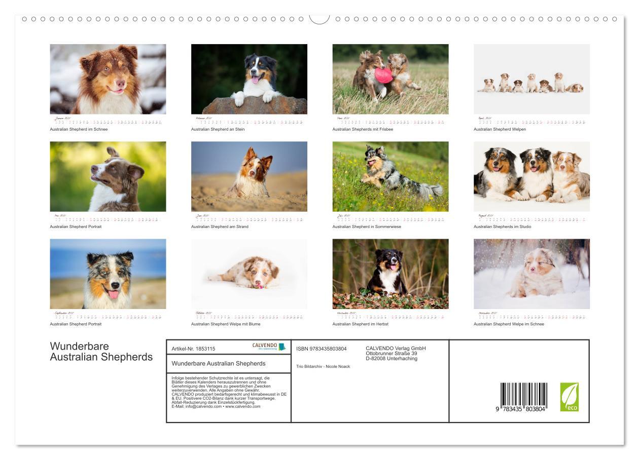 Bild: 9783435803804 | Wunderbare Australian Shepherds (hochwertiger Premium Wandkalender...