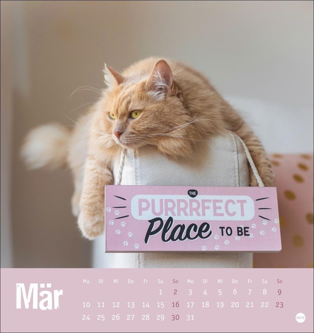 Bild: 9783756407088 | Tierisch entspannte Katzen Postkartenkalender 2025 | Heye | Kalender