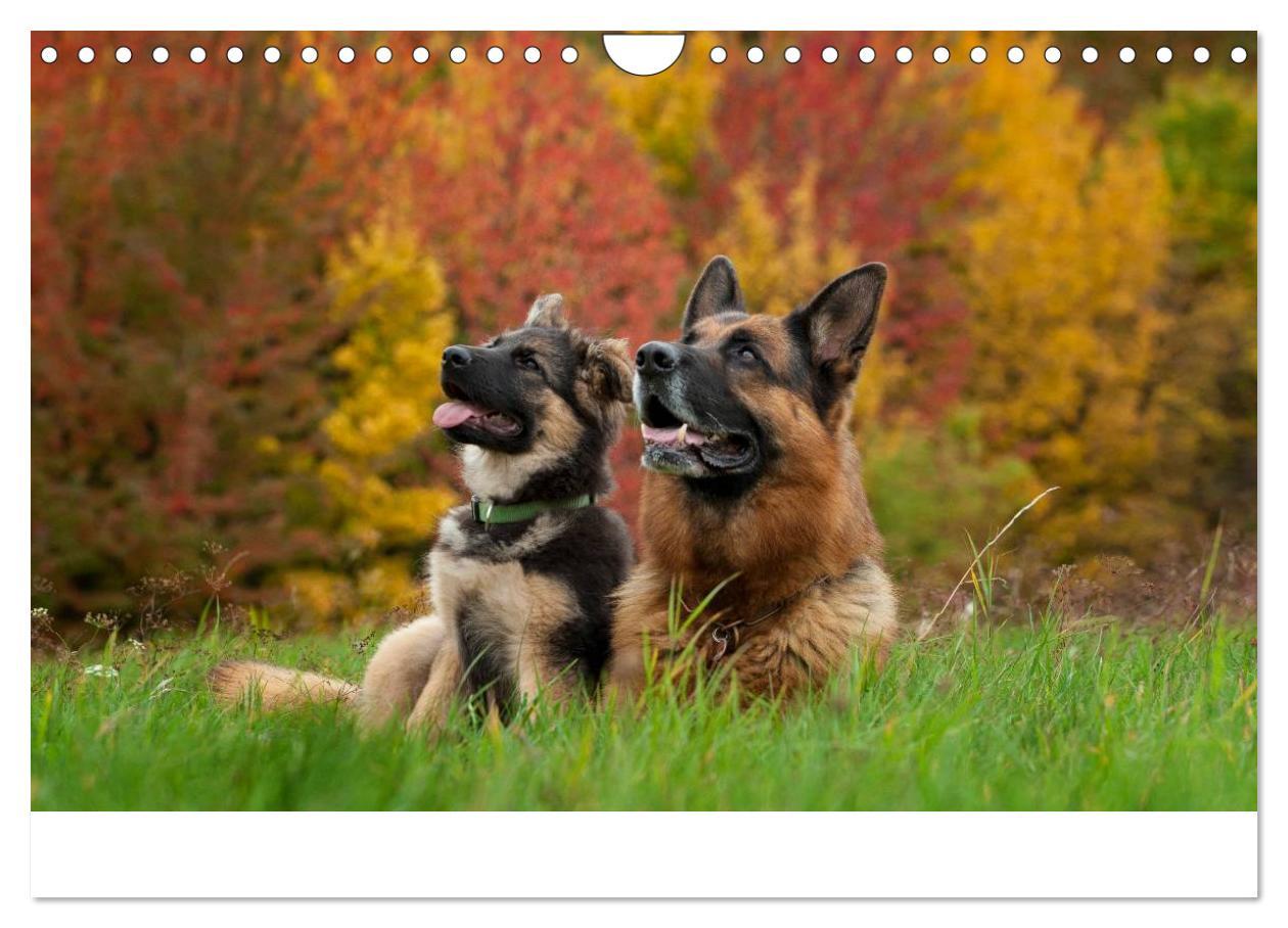 Bild: 9783435495931 | Schäferhunde Seelenhunde (Wandkalender 2025 DIN A4 quer), CALVENDO...