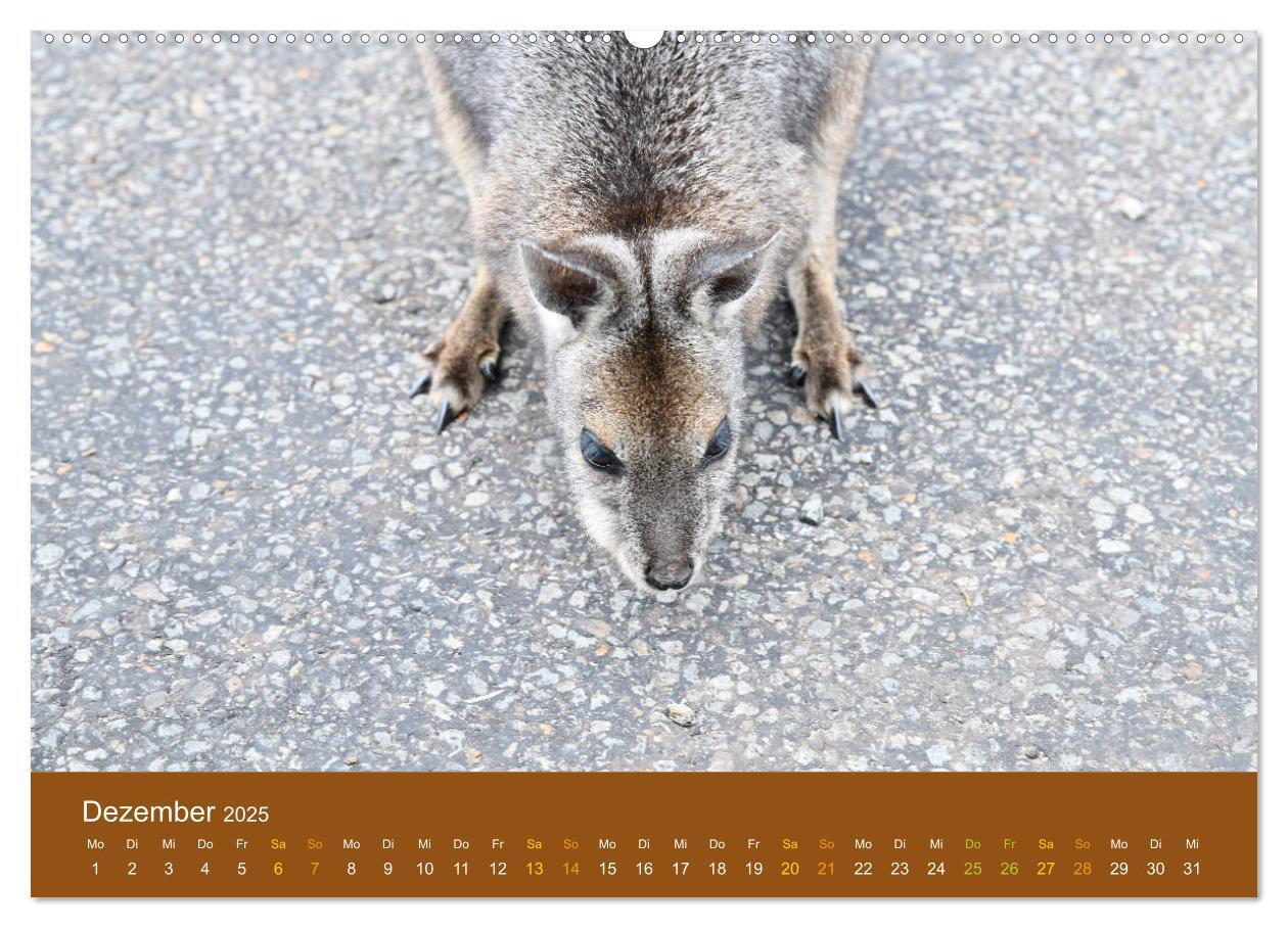 Bild: 9783435188680 | Kängurus, sprunghafte Gesellen (Wandkalender 2025 DIN A2 quer),...