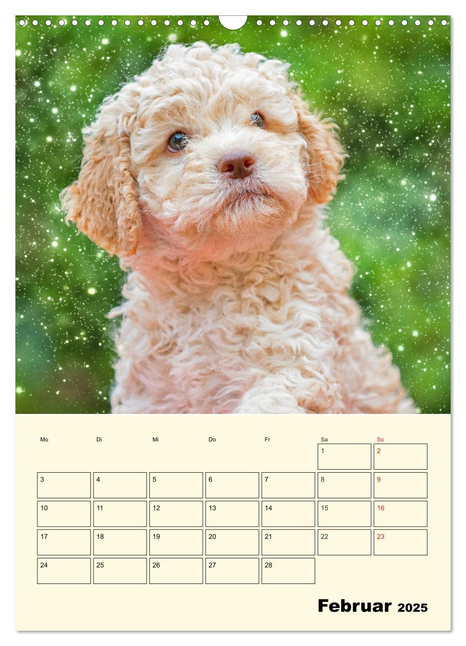 Bild: 9783435952236 | Jahresplaner Lagotto Romagnolo Welpen (Wandkalender 2025 DIN A3...