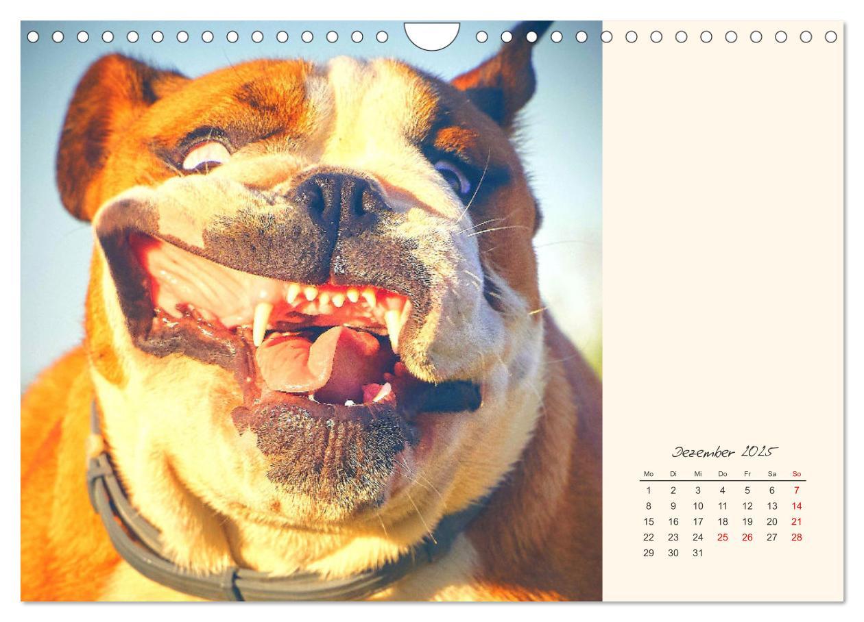 Bild: 9783435067367 | Dicke Freunde. Englische Bulldoggen (Wandkalender 2025 DIN A4...