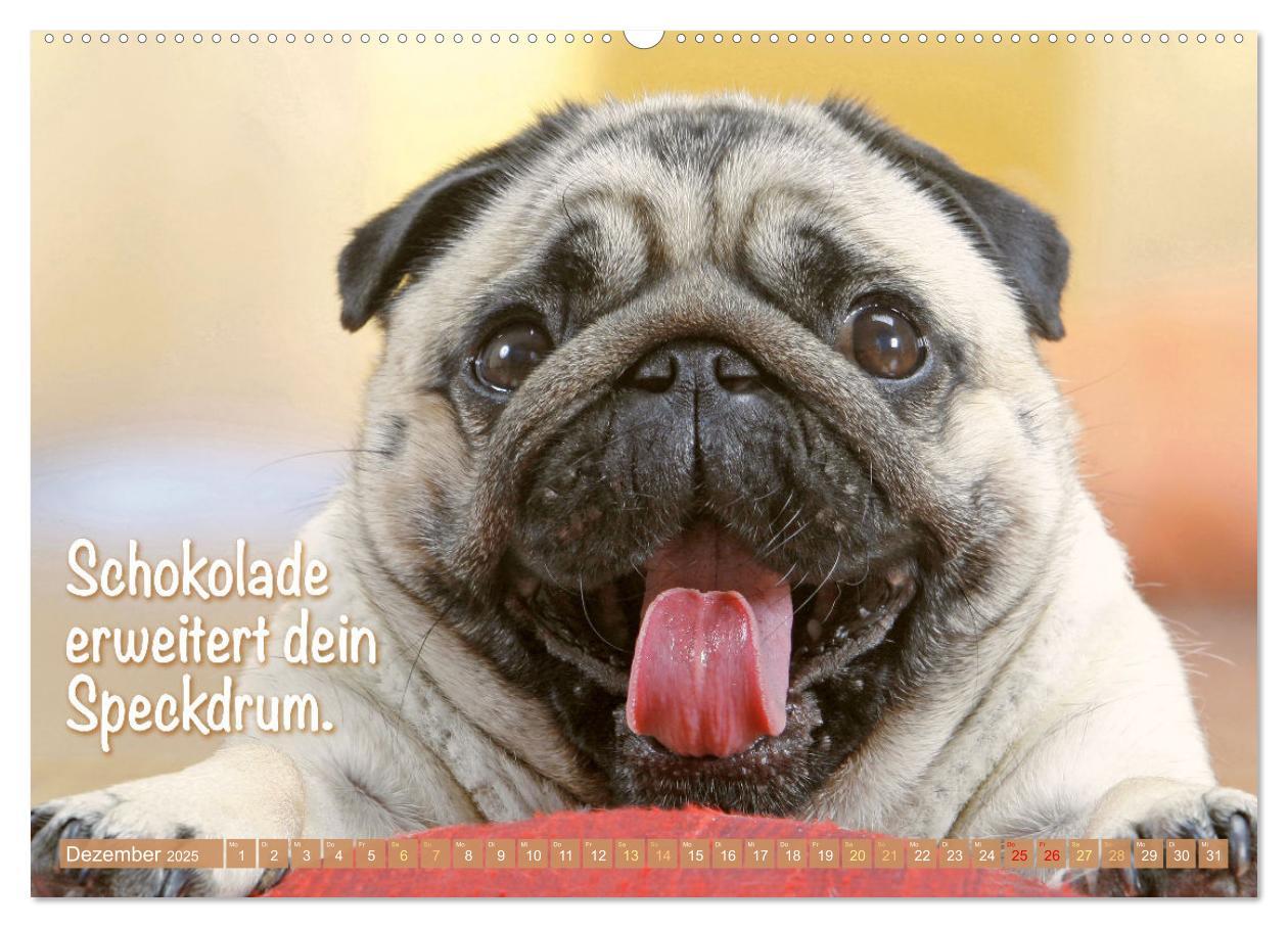 Bild: 9783457167205 | Lächeln mit Mops (Wandkalender 2025 DIN A2 quer), CALVENDO...