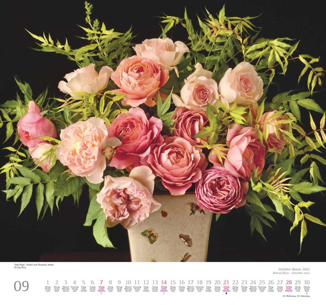 Bild: 4250809653082 | DUMONT - Geliebte Rosen 2025 Wandkalender, 30x30cm, Kalender mit...