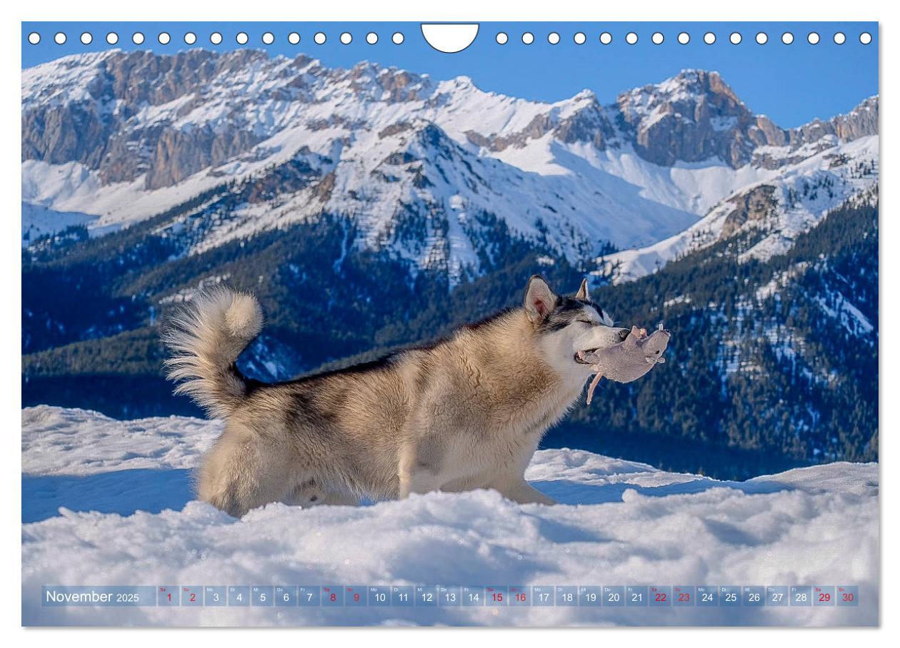 Bild: 9783435214730 | Alaskan Malamute in seinem Element (Wandkalender 2025 DIN A4 quer),...