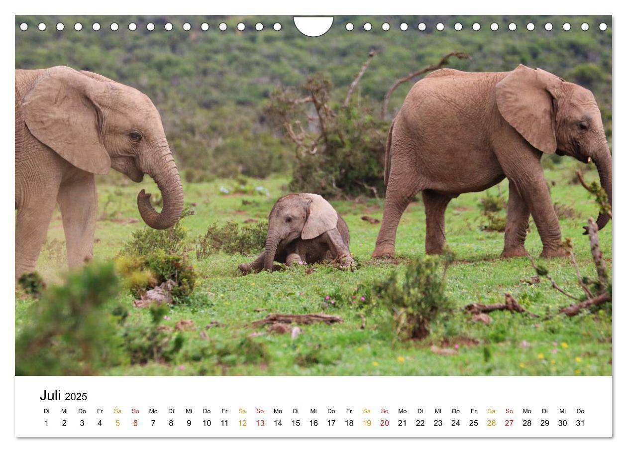 Bild: 9783435229093 | ADDO ELEPHANT NATIONAL PARK Elefanten Babies (Wandkalender 2025 DIN...