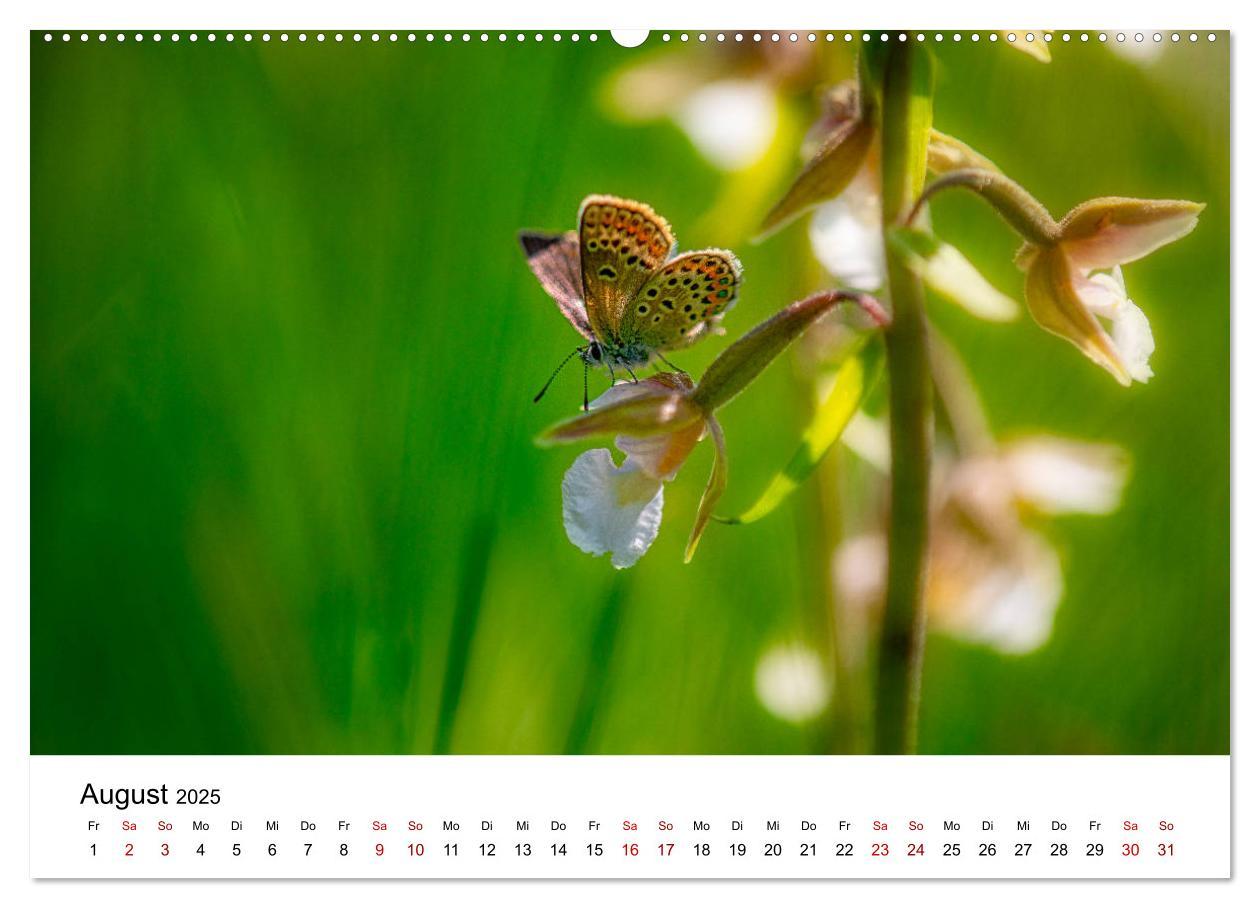 Bild: 9783435163885 | Oberbayerischer Insekten Kalender (hochwertiger Premium...