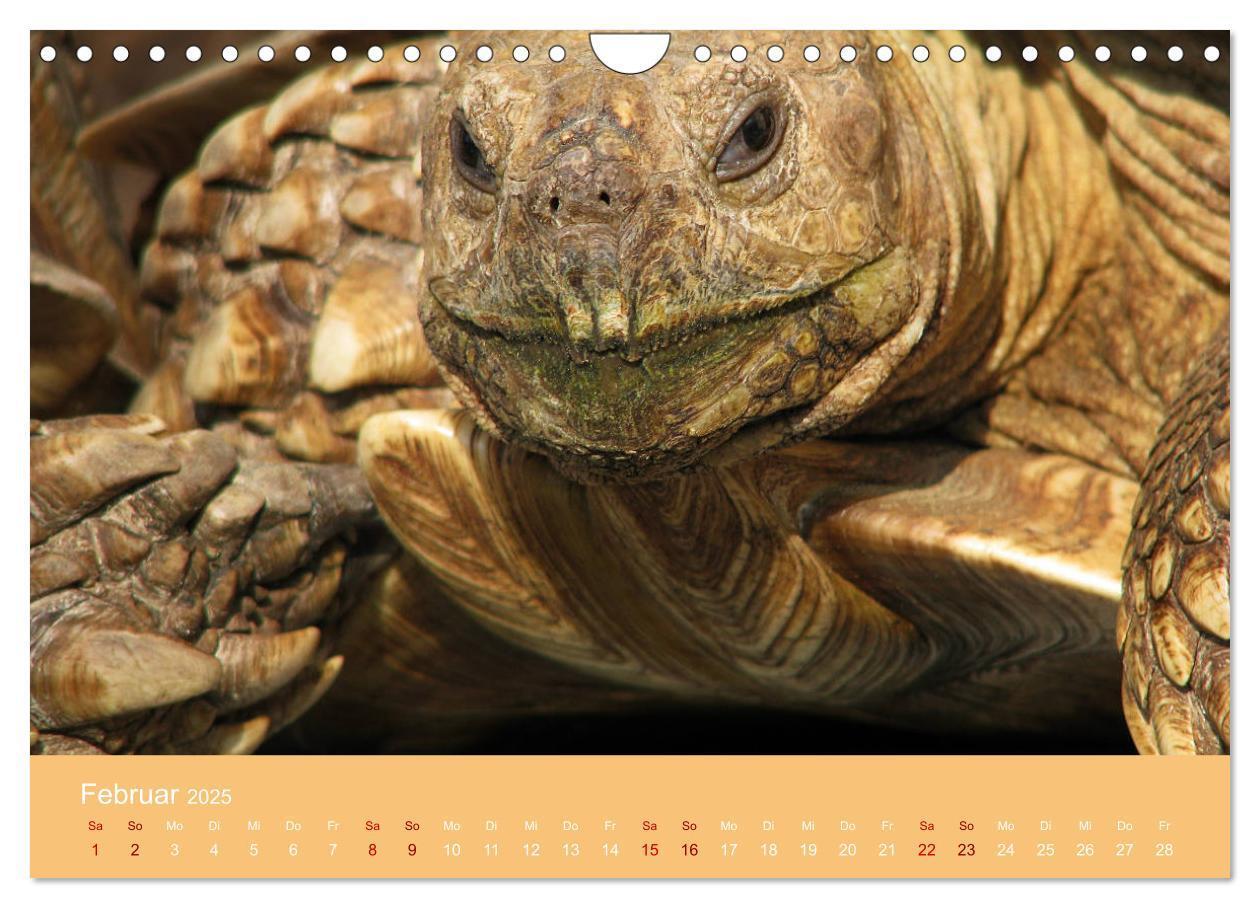 Bild: 9783435382927 | Landschildkröten (Wandkalender 2025 DIN A4 quer), CALVENDO...