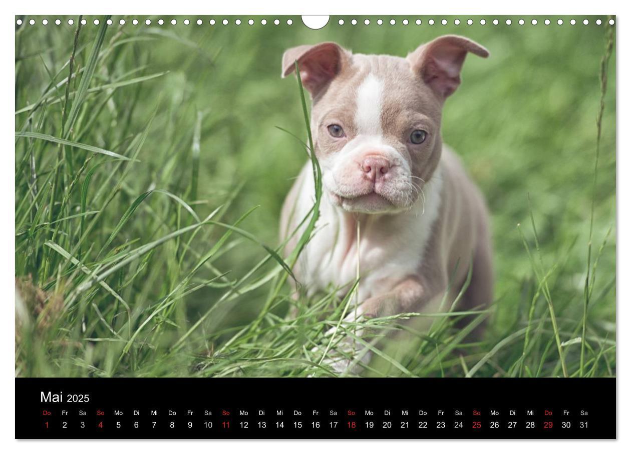 Bild: 9783435613892 | Colored Boston Terrier 2025 (Wandkalender 2025 DIN A3 quer),...