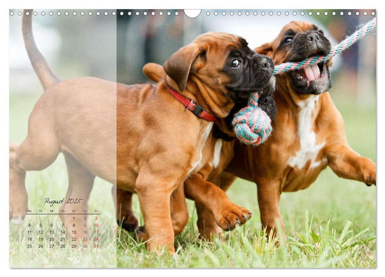 Bild: 9783435822980 | Deutscher Boxer 2025 (Wandkalender 2025 DIN A3 quer), CALVENDO...