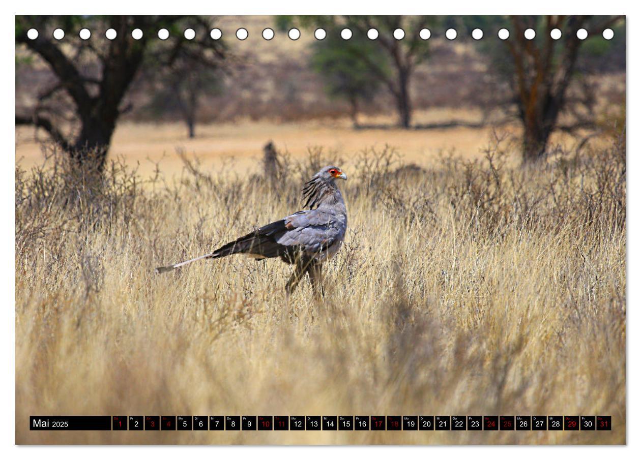 Bild: 9783383920851 | Auf Pirschfahrt im Kgalagadi Transfrontier Park (Tischkalender 2025...