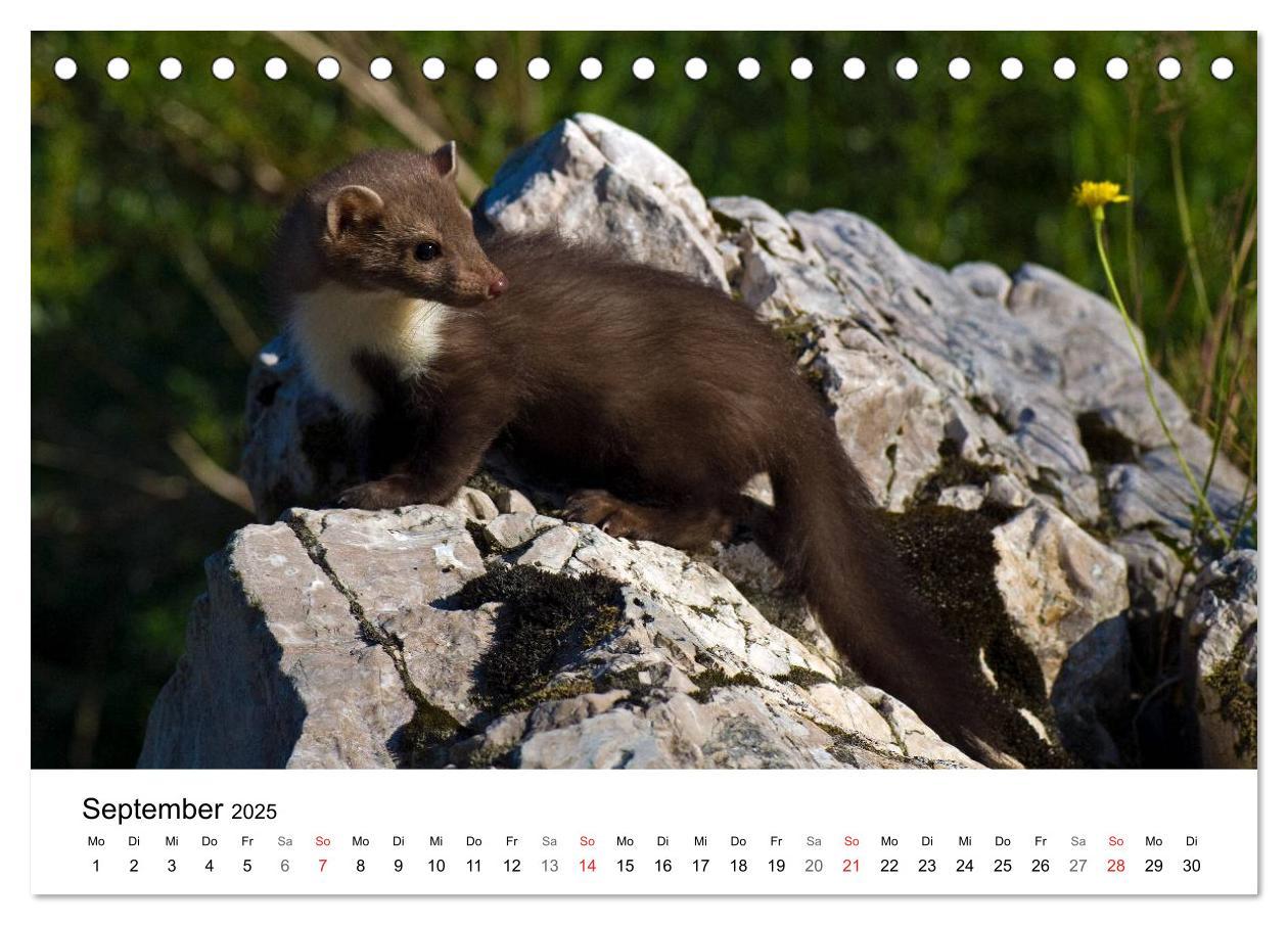 Bild: 9783435679072 | Heimische Tierwelt (Tischkalender 2025 DIN A5 quer), CALVENDO...