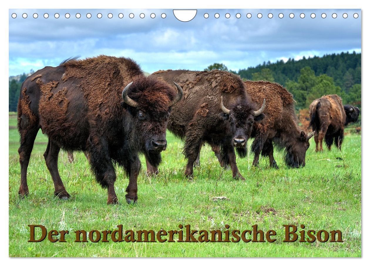 Cover: 9783435537174 | Der nordamerikanische Bison (Wandkalender 2025 DIN A4 quer),...