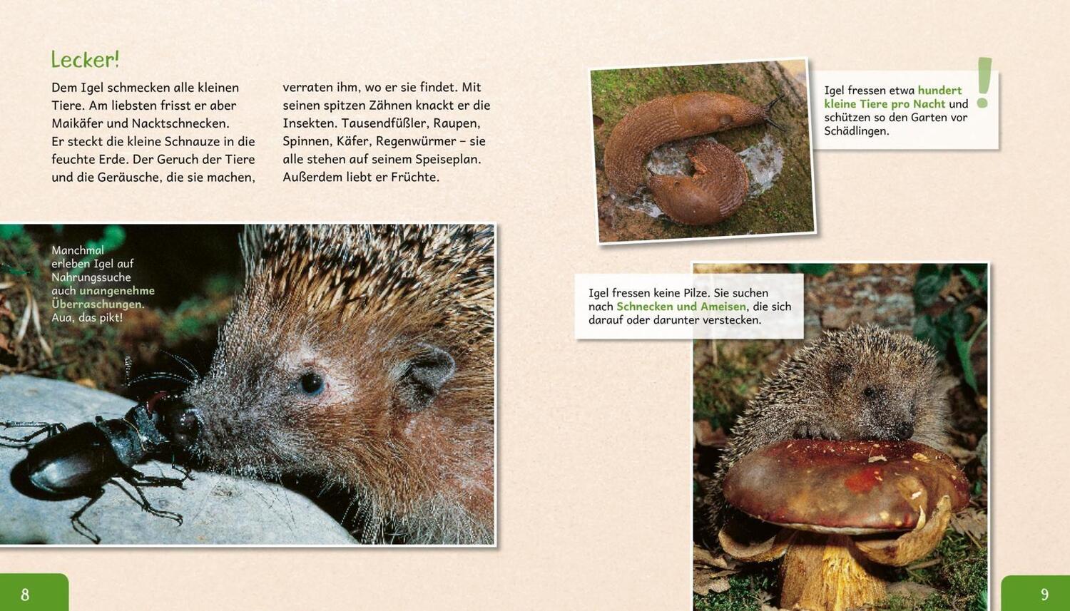 Bild: 9783480235735 | Meine große Tierbibliothek: Der Igel | Valérie Tracqui | Buch | 32 S.