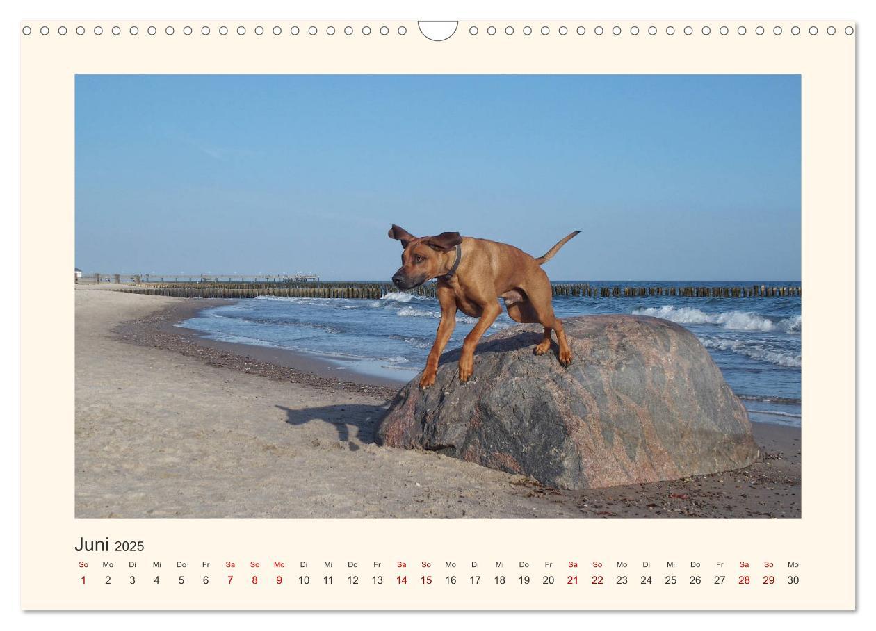 Bild: 9783435353132 | Rhodesian Ridgeback Power aus Südafrika (Wandkalender 2025 DIN A3...