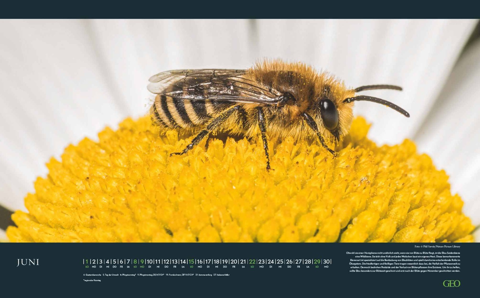 Bild: 4002725988645 | GEO - Bedrohte Tierwelt 2025 Wandkalender, 58x36cm, Posterkalender...