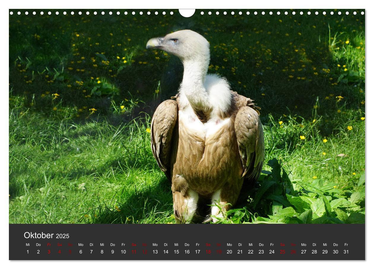 Bild: 9783435402342 | Faszination der Greifvögel und Geier (Wandkalender 2025 DIN A3...