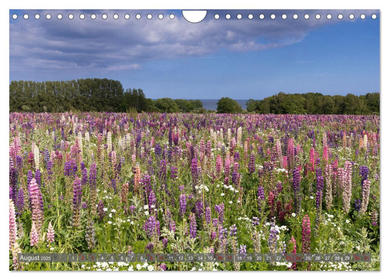 Bild: 9783383921681 | Bornholm Juwel der Ostsee (Wandkalender 2025 DIN A4 quer), CALVENDO...