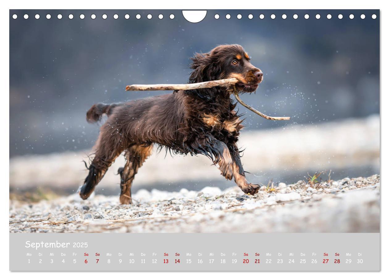 Bild: 9783435137305 | Elvis ein Engl. Cocker Spaniel wird Groß (Wandkalender 2025 DIN A4...