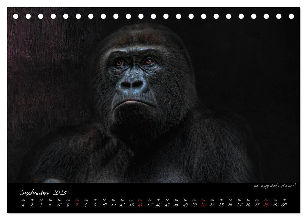 Bild: 9783435726028 | Gorilla (Tischkalender 2025 DIN A5 quer), CALVENDO Monatskalender