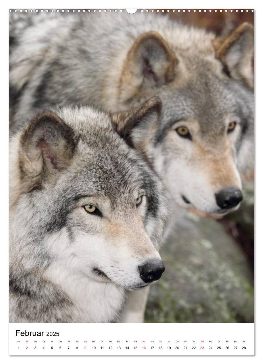 Bild: 9783457065587 | Wolf-Gesichter (Wandkalender 2025 DIN A2 hoch), CALVENDO...