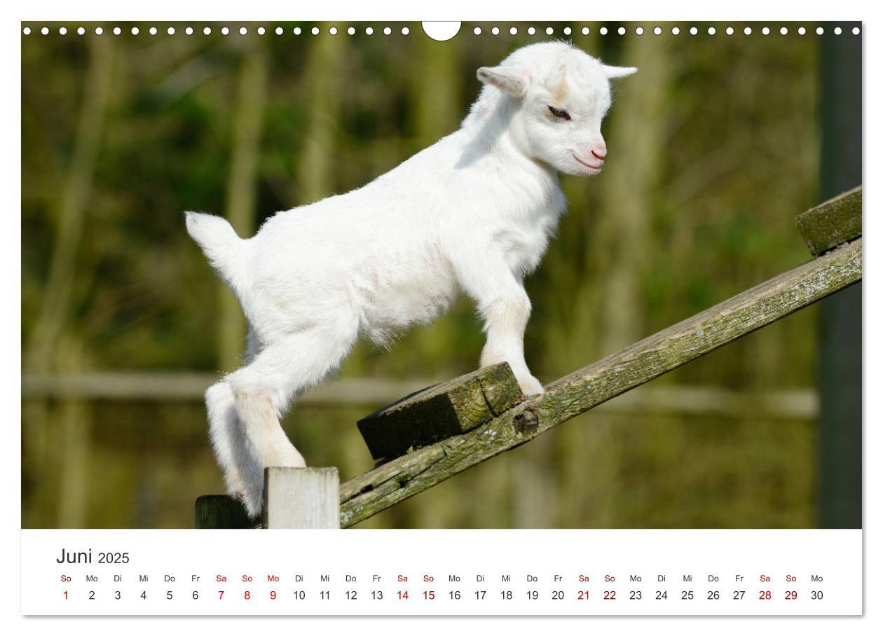 Bild: 9783435053643 | Ziegenkinder (Wandkalender 2025 DIN A3 quer), CALVENDO Monatskalender