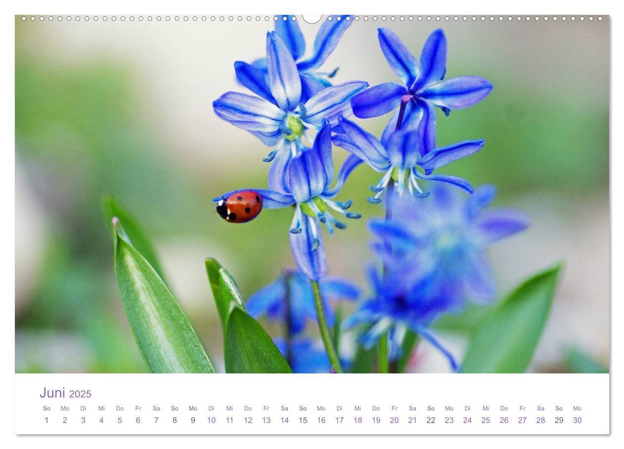 Bild: 9783435809516 | Blumen &amp; Blüten Träume (Wandkalender 2025 DIN A2 quer), CALVENDO...