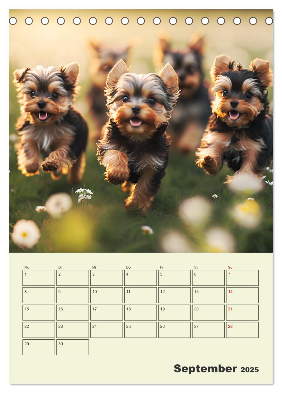 Bild: 9783435874705 | Yorkshire Terrier. Fröhliche Energiebündel in Aktion (Tischkalender...