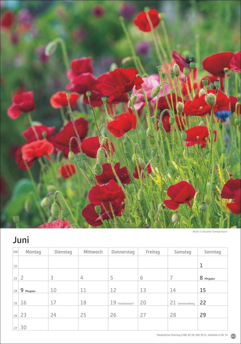 Bild: 9783756405572 | Gartenzauber Kalender 2025 | Heye | Kalender | Spiralbindung | 13 S.