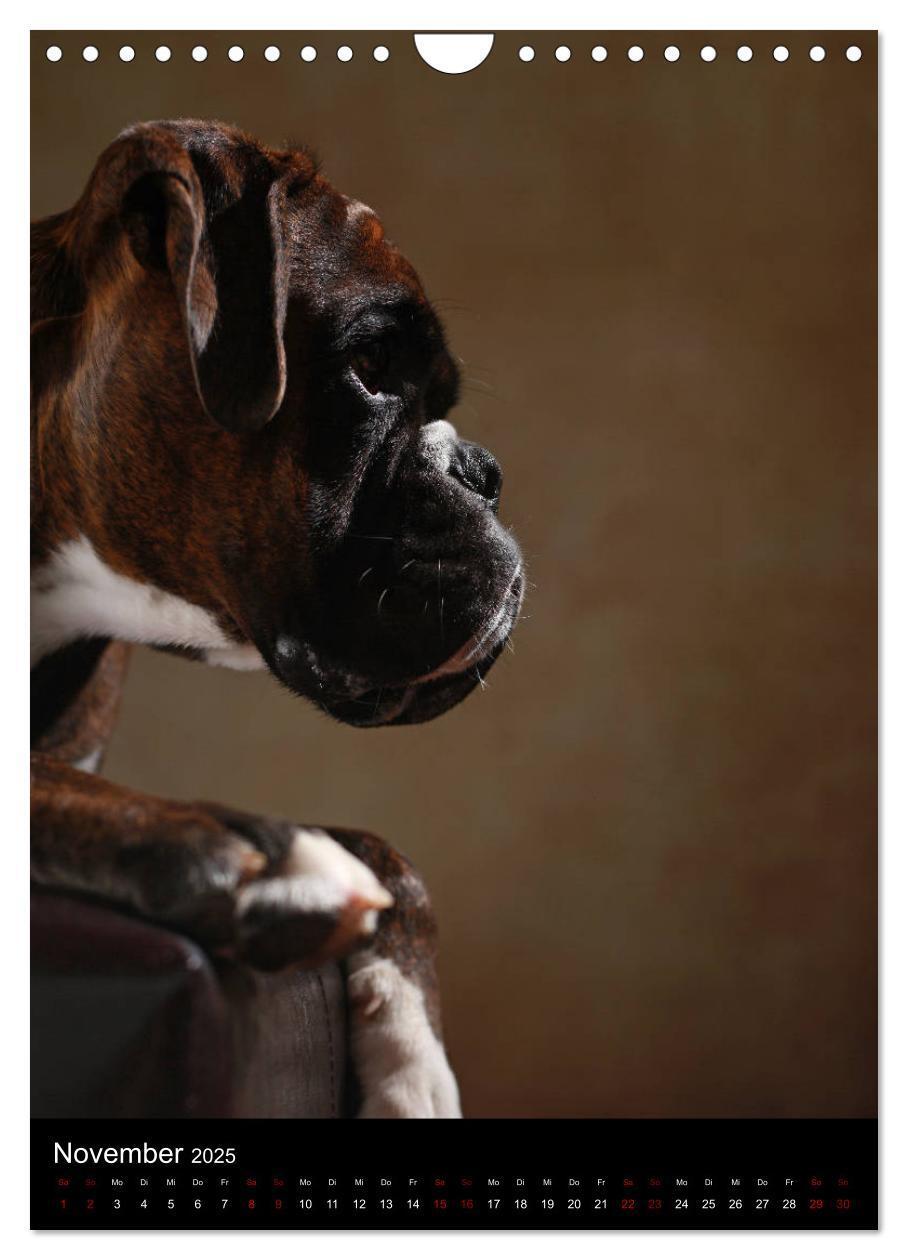 Bild: 9783457000533 | Boxer - Charmante Charakterköpfe (Wandkalender 2025 DIN A4 hoch),...