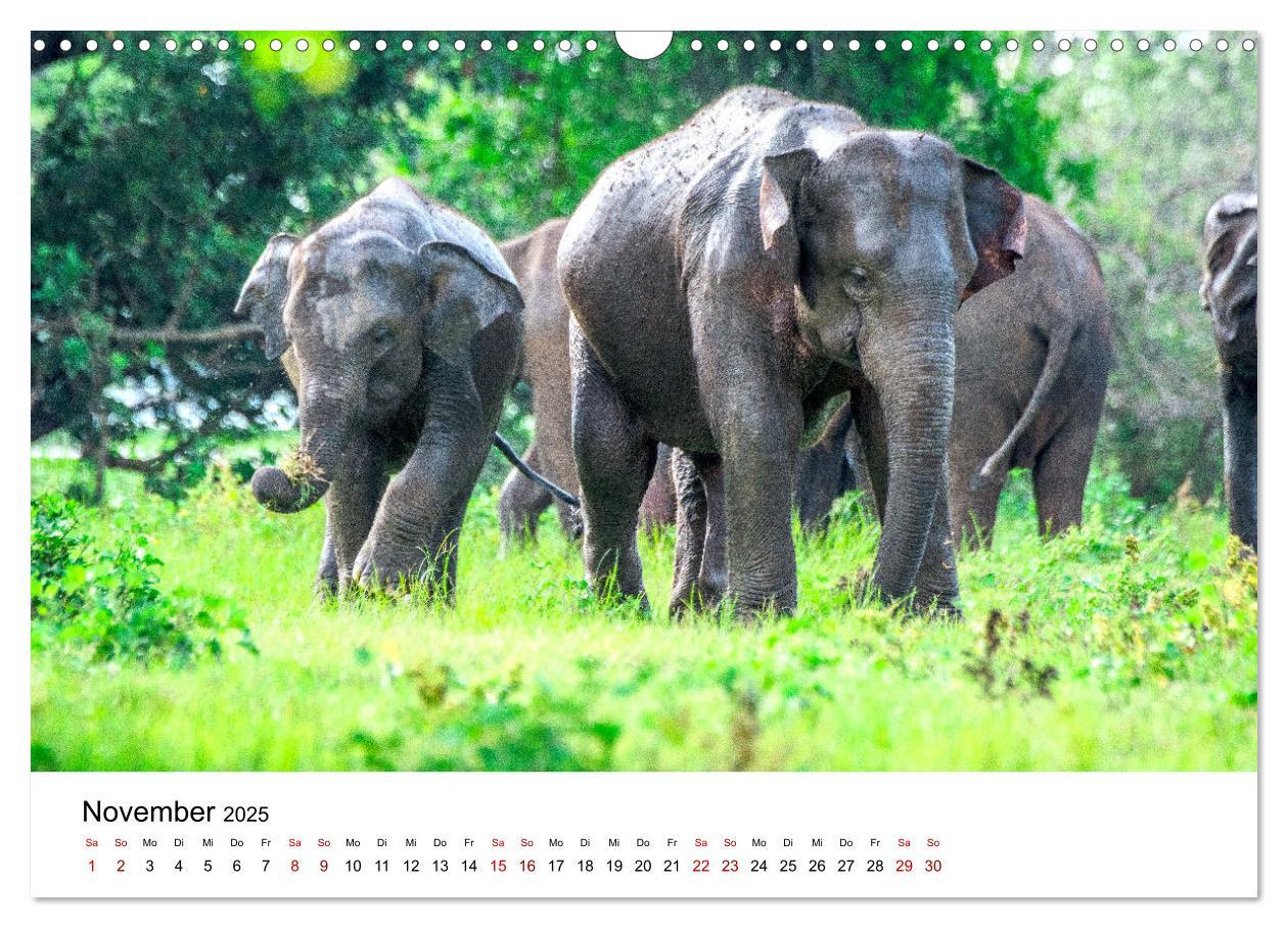 Bild: 9783383997921 | Sri Lanka - Eine wahre Perle im Indischen Ozean (Wandkalender 2025...