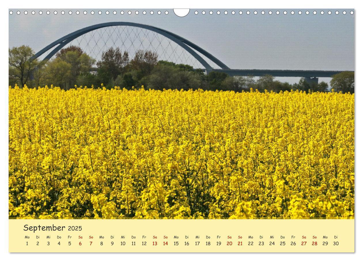 Bild: 9783435095162 | Rapsblüte an der Ostsee (Wandkalender 2025 DIN A3 quer), CALVENDO...