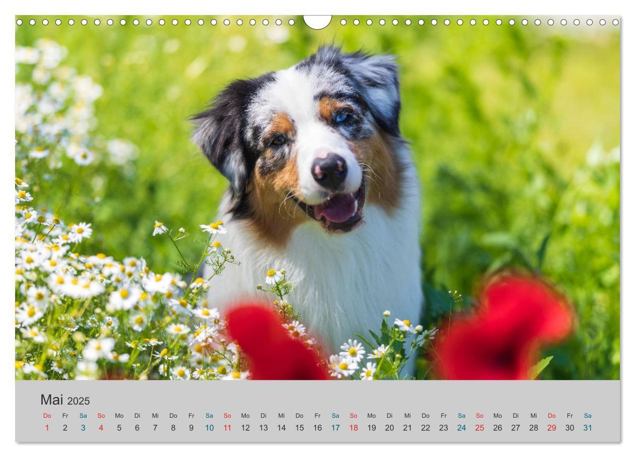 Bild: 9783435762569 | Mit Aussies unterwegs - Die bunte Welt der Australian Shepherds...