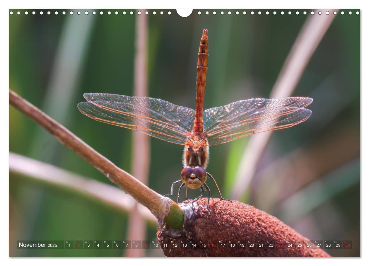 Bild: 9783435717552 | Libellen - Fliegende Edelsteine (Wandkalender 2025 DIN A3 quer),...