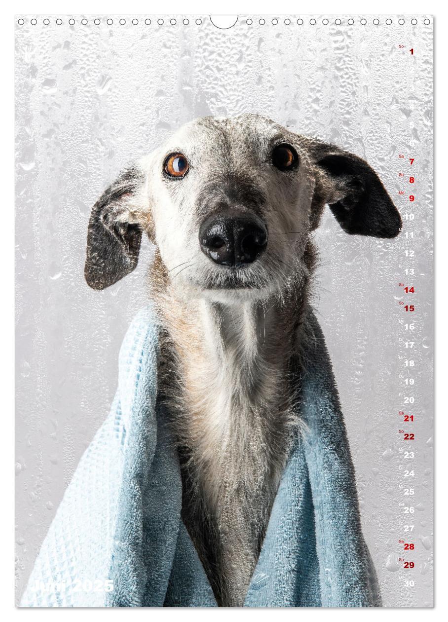 Bild: 9783457230824 | dogmuse deluxe (Wandkalender 2025 DIN A3 hoch), CALVENDO...