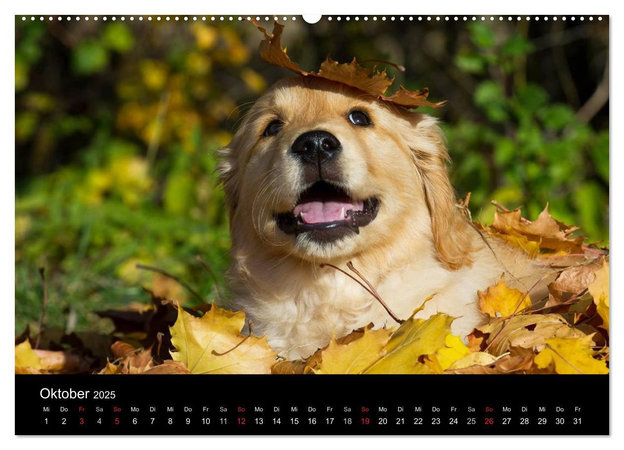 Bild: 9783435797387 | Golden Retriever - Ein Herz auf 4 Pfoten (hochwertiger Premium...