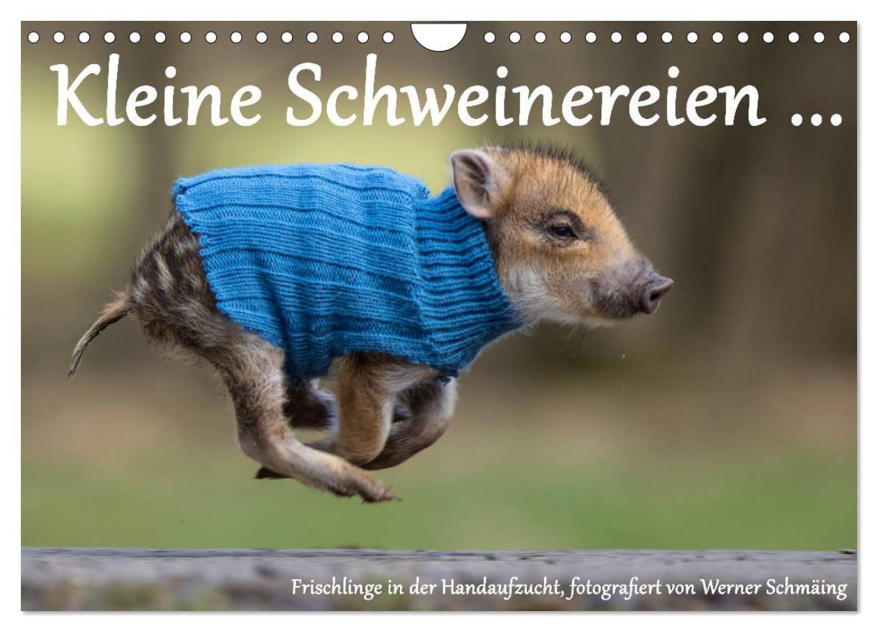 Cover: 9783435537358 | Kleine Schweinereien (Wandkalender 2025 DIN A4 quer), CALVENDO...