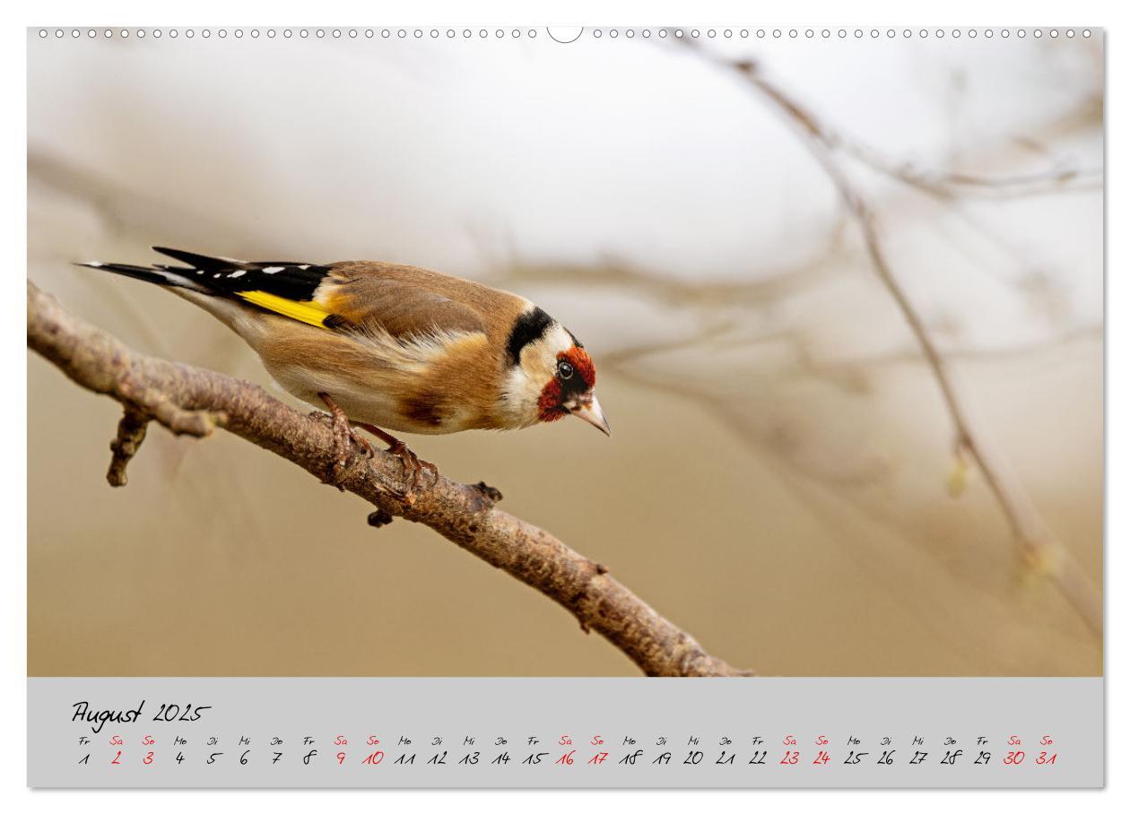 Bild: 9783435065479 | Bunte Vögel am Futterplatz (Wandkalender 2025 DIN A2 quer),...