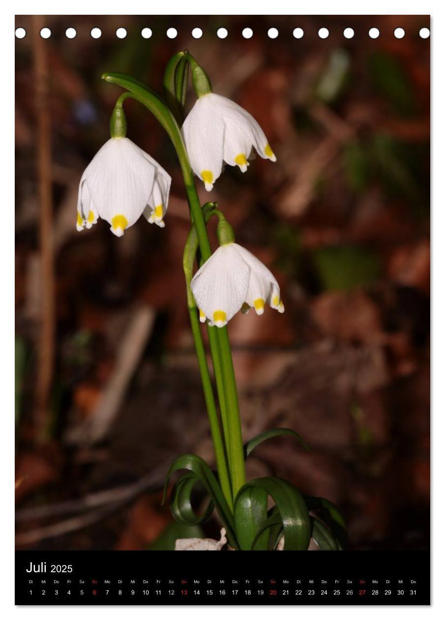 Bild: 9783457063743 | Seltene Wildblumen (Tischkalender 2025 DIN A5 hoch), CALVENDO...